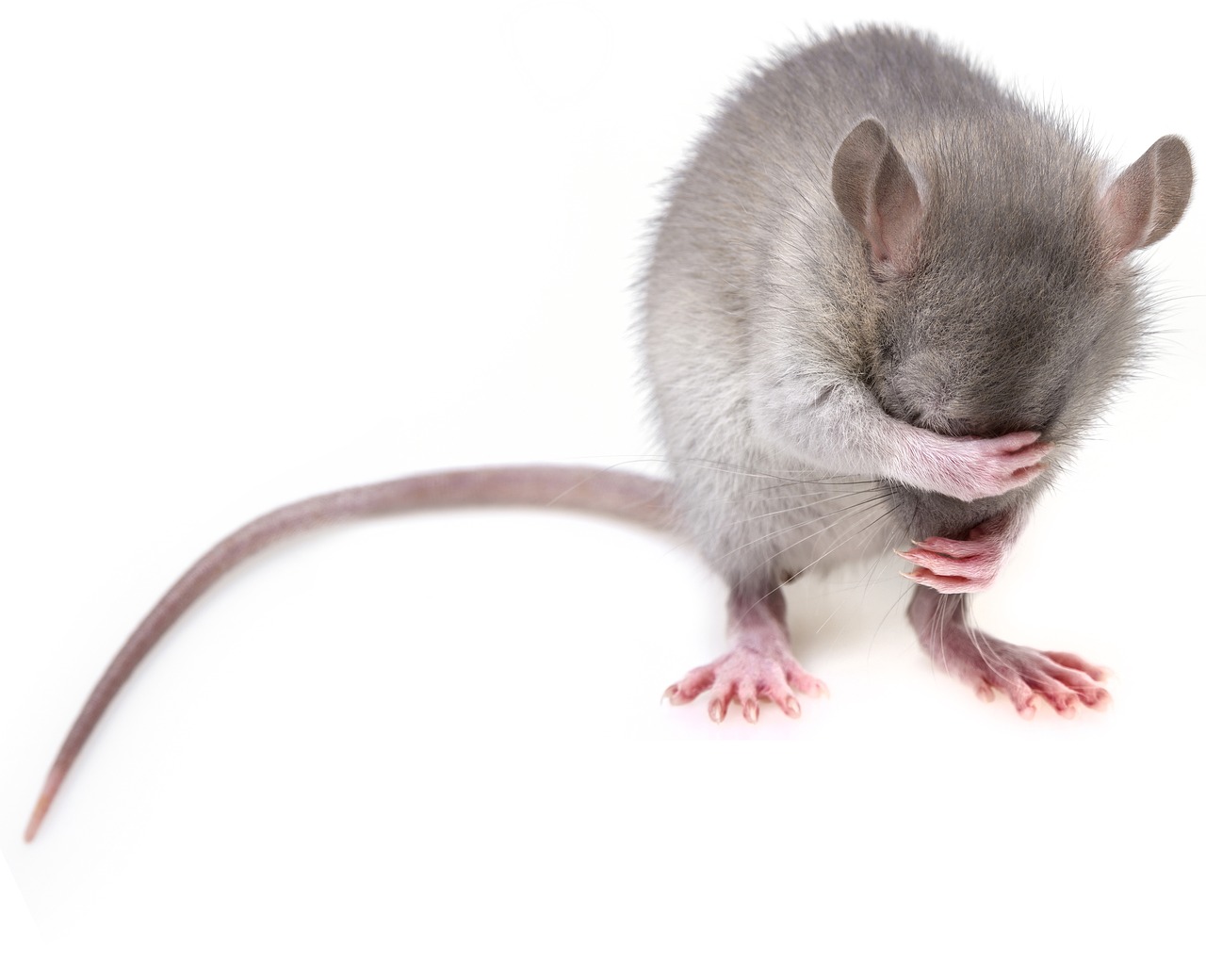 Jak wybrać karmę dla szczura?