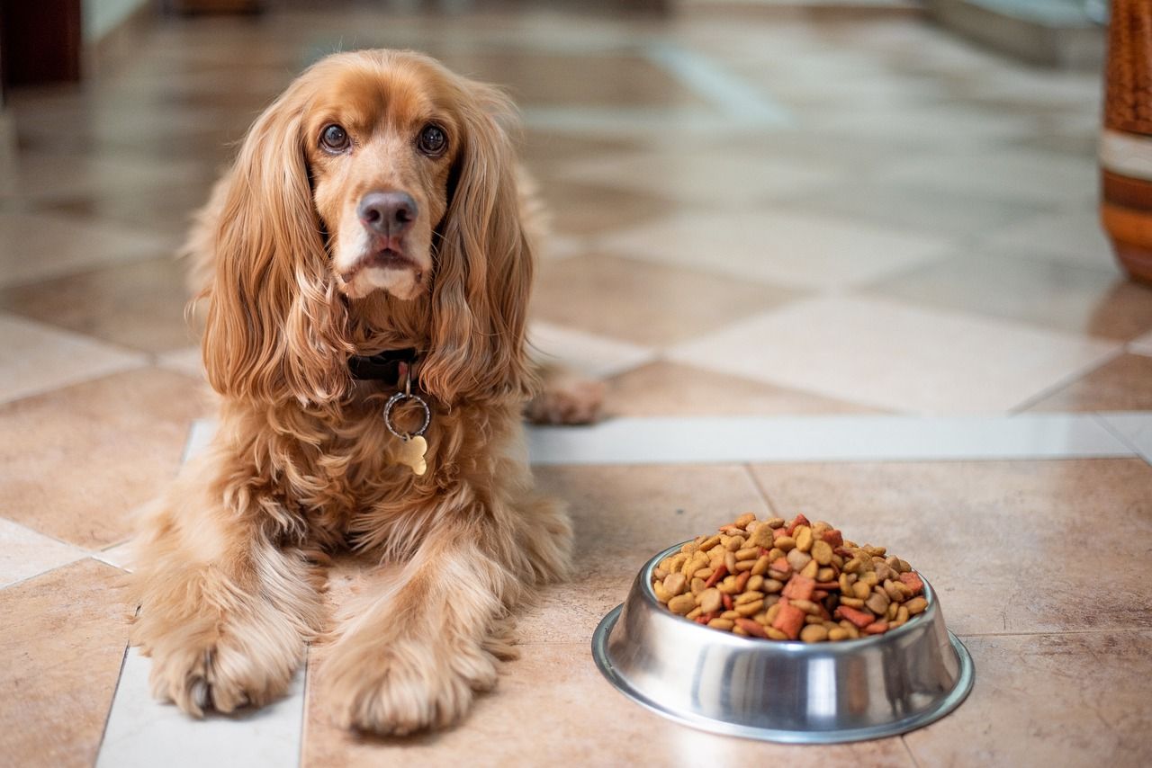 Karmy dla psów alergików – czym kierować się podczas ich wyboru?